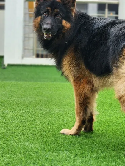 Meet Mighty Thor, a long-coat German Shepherd. He is as powerful and gentle as his name suggests.