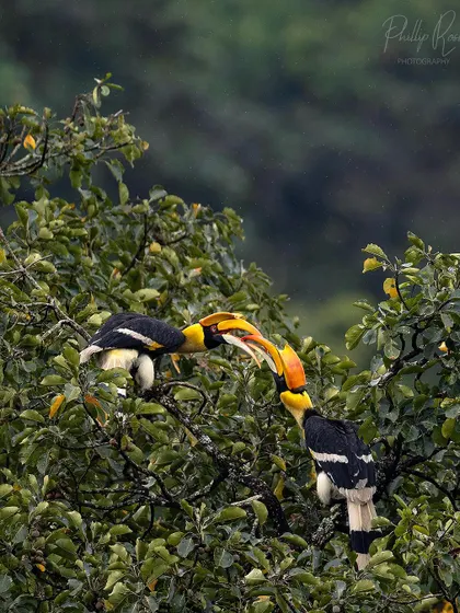 Two hornbills appear to be fighting or playing, locking their large casques together in a show of strength.