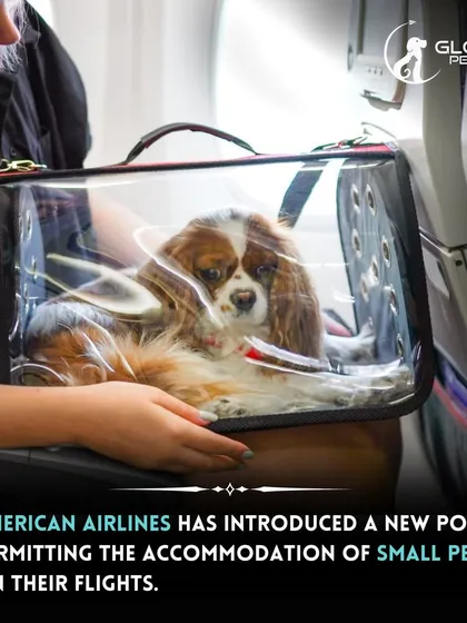 We stay updated on airline policy changes. This graphic explains a new American Airlines policy that makes it easier for travelers to bring small pets on their flights as a carry-on item.