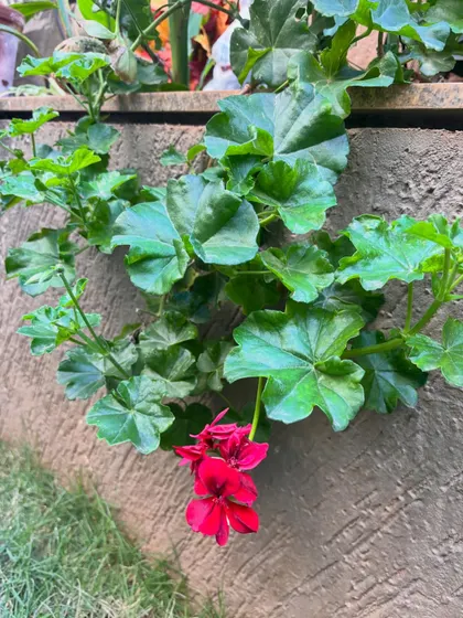 A close-up of a vibrant red geranium spilling over the edge of a planter. It's the simple, beautiful moments like this that make all the hard work of landscaping so rewarding.