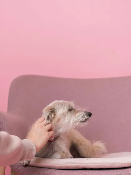 A moment of pure bliss with some gentle ear scratches. Capturing these quiet, happy moments at events helps tell the story of a brand and the positive experiences they create for pets.