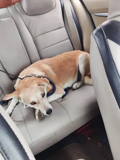 This indie dog is resting comfortably on the back seat during his trip across the city.