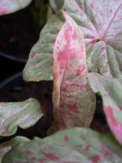 A new leaf unfurling on a Syngonium Milk Confetti. The delicate pink and green speckles make this a truly beautiful and sought-after variety.