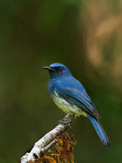 A White-bellied Blue Flycatcher in beautiful light, which highlights the subtle shades of blue in its plumage.