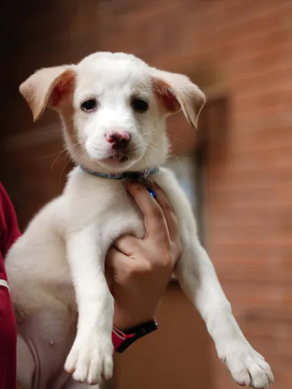 Laila being held by her foster parent. She is now in her forever home.