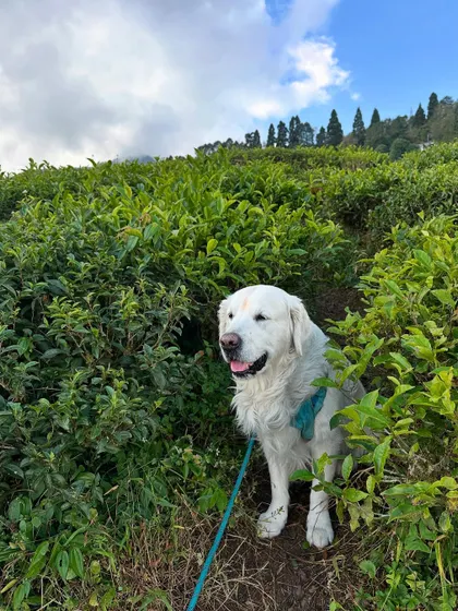 A series of photos from the beautiful Temi Tea Garden in Sikkim. Traveling with dogs often means you get to explore stunning, off-the-beaten-path locations.