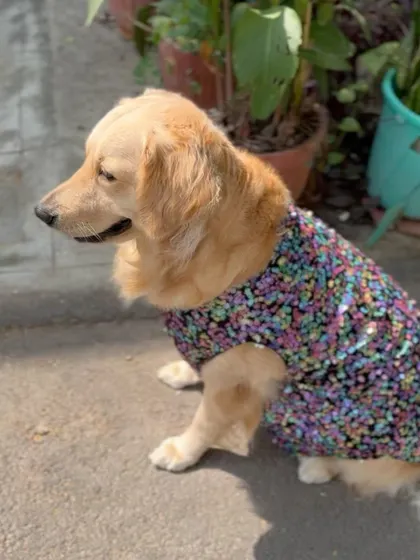 From this angle, you can appreciate the structure of the garment. I build my pet wear to last, using durable stitching techniques learned from decades of making intricate human clothing.