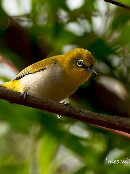 An Indian White-eye perched among the leaves. Its olive-yellow plumage provides excellent camouflage in the green canopy where it forages for insects and nectar.