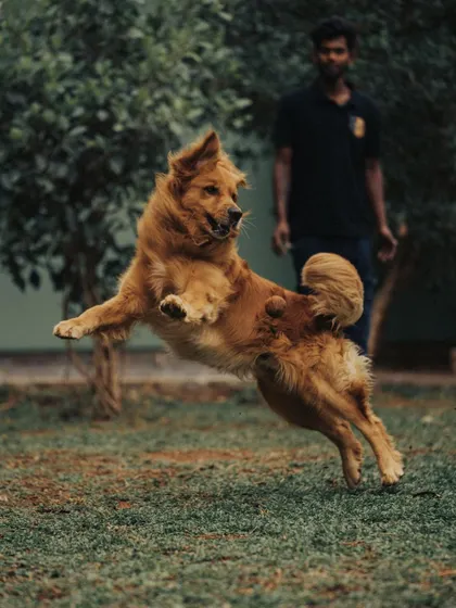 This gorgeous dog looks like he's in a shampoo commercial while running across the lawn. I ensure all dogs get plenty of exercise to stay healthy and happy.