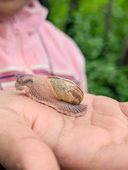 Gently holding a snail, this child is learning about the slow and steady creatures of the forest. These encounters teach respect for all living things, no matter how small.
