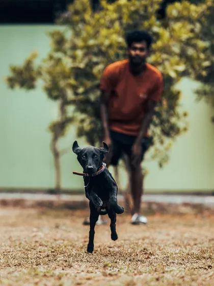 Bhairavi the Lab pup is pure energy. Play is a huge part of my training philosophy, helping puppies learn coordination and burn off that boundless energy in a positive way.