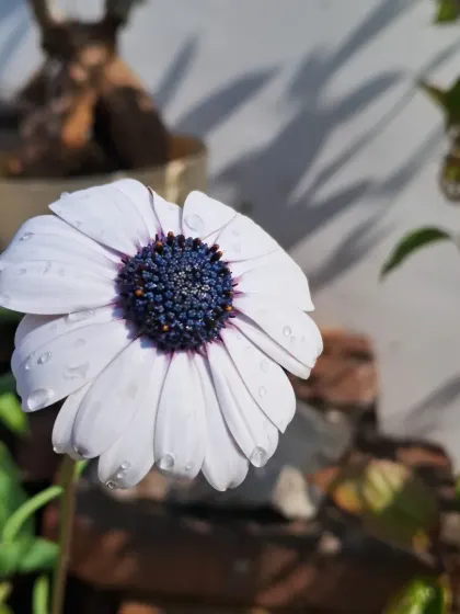 A Dimorphotheca flower with water droplets.
