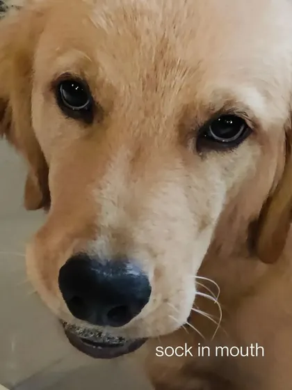 Hope's mischievous side, complete with a sock in his mouth. Part of being a good pet sitter is having a sense of humor for their funny quirks.