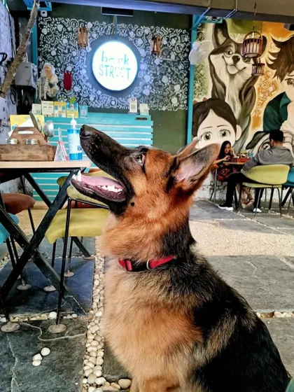 A majestic German Shepherd enjoying the cafe's ambiance. Our spacious layout allows even large breeds to be comfortable.