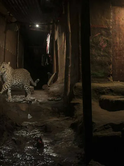 A stream of water flows through a narrow passage in a Warli settlement, a path used by both people and leopards. My goal with this image was to illustrate the shared resources and spaces that define human-animal coexistence in this unique landscape.