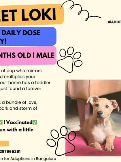 Meet Loki, your daily dose of joy. This 2 month old male pup is a bundle of love, perfect for a family. He is dewormed, vaccinated, and ready for adoption in Bangalore.
