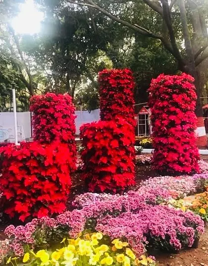 For this garden show, we created a fun and whimsical installation of a chair and stools made entirely of vibrant red poinsettia flowers. It's a playful example of large-scale floral sculpture.