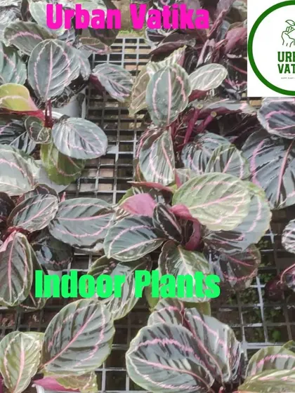 The Calathea Roseopicta 'Dottie' has stunning dark leaves with a bright pink border.