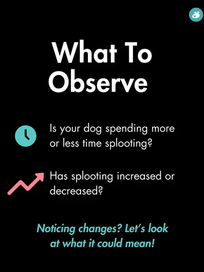 It's important to observe changes in your dog's splooting habits. This slide helps you identify what to watch for, such as an increase or decrease in the behavior.
