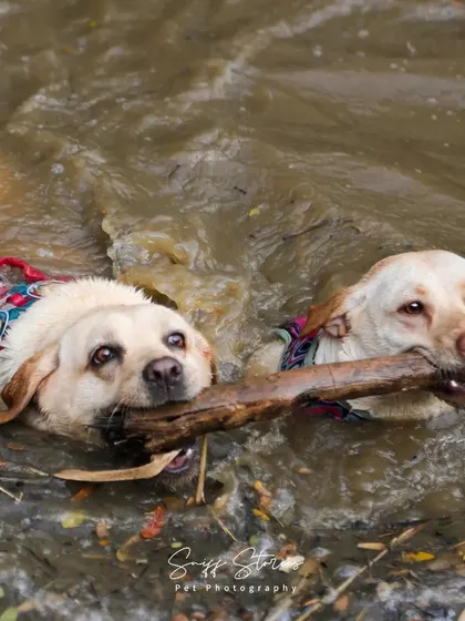 Two Labradors, Bella and Elmo, sharing a stick while swimming together. This image is a perfect representation of sibling bonds and the fun of a shared adventure.