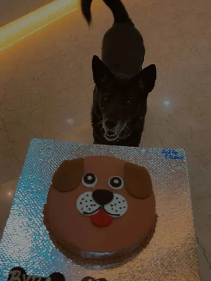Byra celebrating his 14th birthday. We are honored to bake for senior dogs, providing them with a soft, healthy, and delicious cake that's easy for them to enjoy.