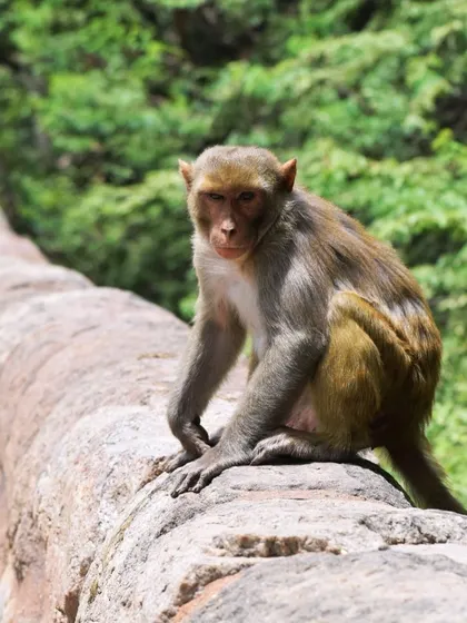 A monkey sits pensively on a wall, its expression almost human-like. I often wonder what they are thinking.