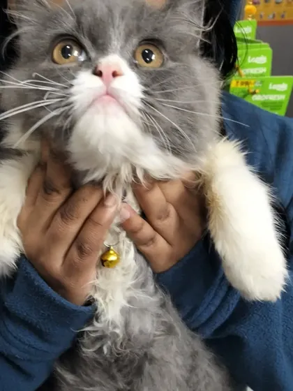 Holding Chiku securely for an examination. Notice the calm expression; my goal is to make every pet feel supported and safe.