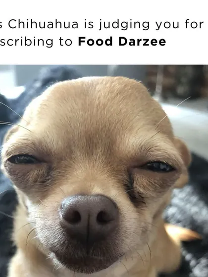 This Chihuahua is judging you for not subscribing to Food Darzee. Even he knows better.