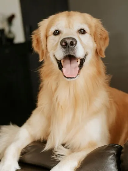 A happy and relaxed Archie, showing that sometimes the best accessory is a big, sunny smile.