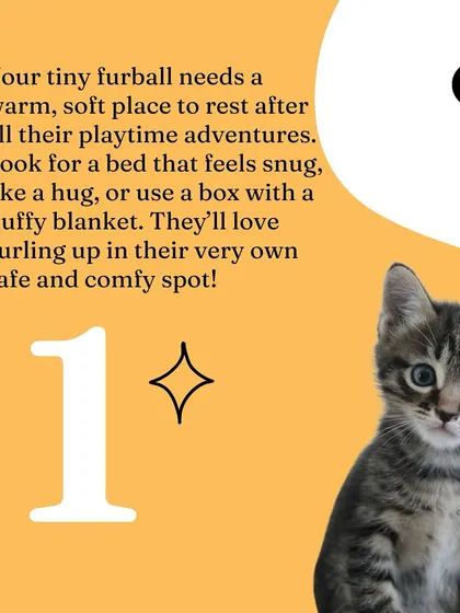 A warm, soft bed is the number one essential. It gives your kitten a safe and cozy spot to rest and feel secure.