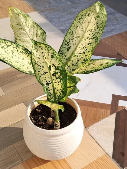 This is a Dieffenbachia, or Dumb Cane, a popular indoor plant with beautiful variegated leaves. I can advise on the right placement and watering for it.