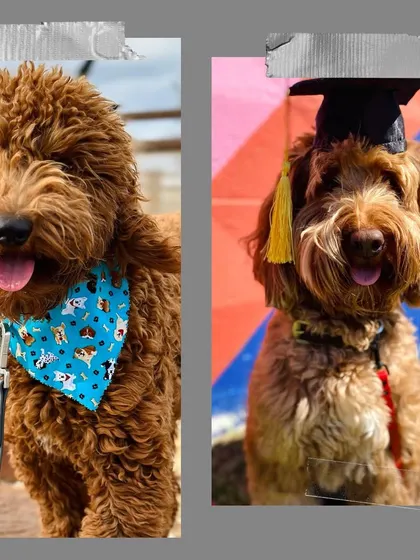 A fun before-and-after of one of our doodle graduates. We love to celebrate the hard work and success of our amazing students.