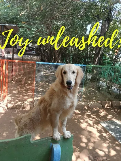 This picture says it all: joy unleashed! A happy, confident dog is what our daycare is all about. This Golden Retriever is enjoying a moment of freedom and fun in our spacious outdoor area.
