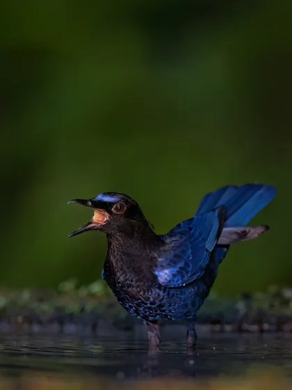 The thrush calling while standing in water, a behavior often seen at dawn and dusk.