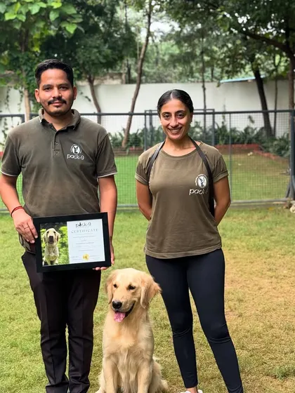 This is Simba, a wonderful Golden Retriever who came to us with a bite history. After completing his Behavior Modification Program, he graduated as a calmer, more predictable, and happier dog. We specialize in rehabilitating complex cases by understanding the root cause of the behavior.