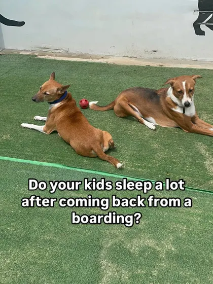 It's normal for dogs to sleep a lot after returning from boarding. They've had a stimulating vacation full of new friends and excitement, and now they need to catch up on some well earned rest.