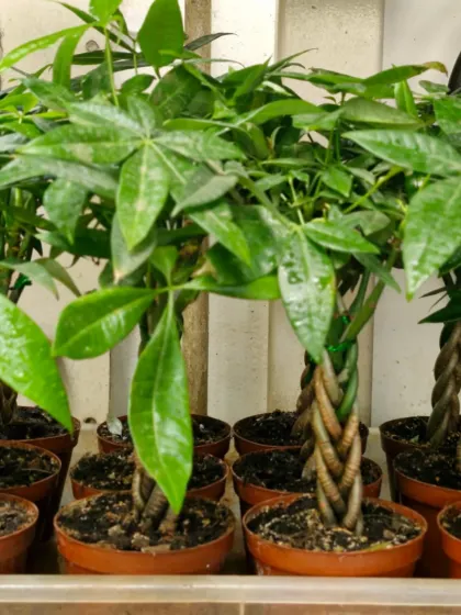 Here are my Pachira Aquatica, also known as Money Trees. Each plant features a beautifully braided trunk and lush, green leaves. According to Feng Shui, these plants attract wealth and prosperity, making them a popular choice for both homes and businesses.