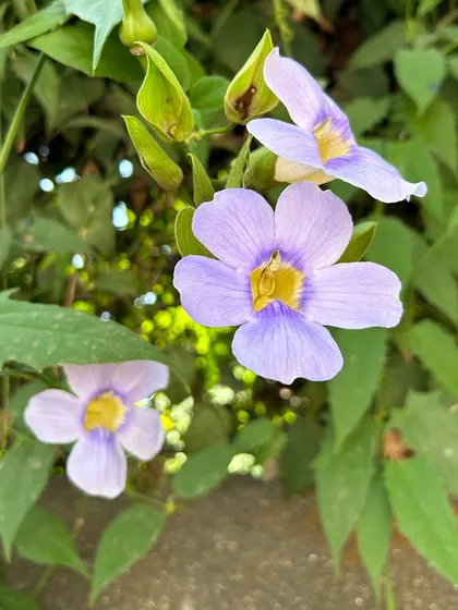 The lovely purple flowers of the Thunbergia vine, a native climber perfect for creating natural green walls. It blooms profusely during the monsoon season.