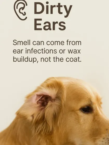 Sometimes the smell isn't from the coat at all. Ear infections or wax buildup can produce a strong odor, so it's important to check and clean the ears regularly.
