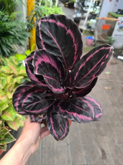 The Calathea Dottie is famous for its dramatic, dark leaves with vibrant pink stripes. It's a true statement piece for those who love unique foliage.