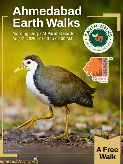 The White-breasted Waterhen, a common resident of urban wetlands, featured on our poster for a free walk in Ahmedabad. Our walks teach participants to identify and appreciate the birds they see every day.