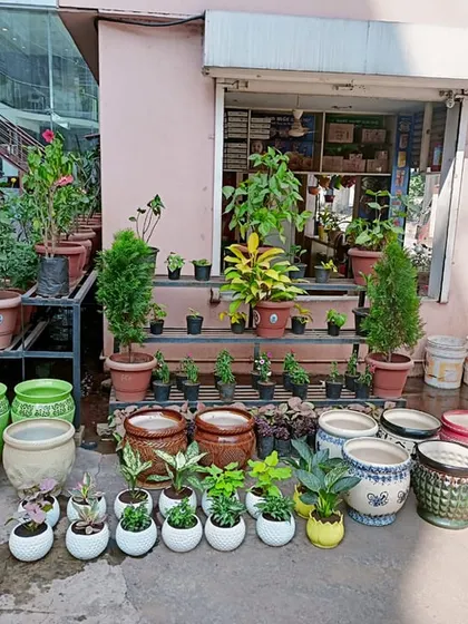 Here are some of the plants and ceramic pots we prepared for an indoor office garden setup in Peenya. We offer a wide selection of indoor plants and decorative pots to match any office decor and create a calming atmosphere.