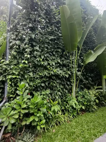 For a truly tropical and wild feel, we can create natural green walls with dense, climbing foliage. Complemented by large-leaf plants like the Traveller's Palm, this privacy screen feels like your own personal slice of the jungle.