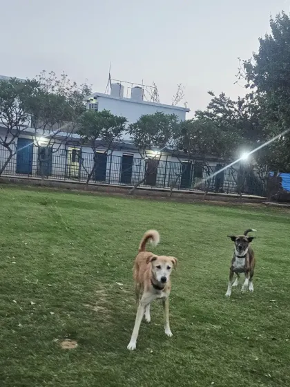 Pari and Jumper getting ready for some evening playtime. In the background, you can see our well-lit and secure kennel area where they'll rest later.
