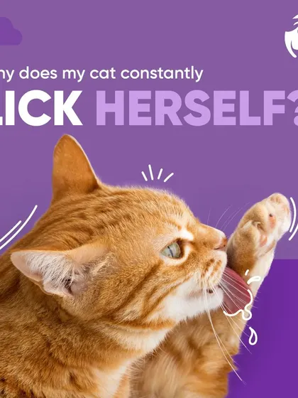 This image directly asks the question many cat owners have: "Why does my cat constantly lick herself?" This behavior, sometimes called "barbering," can be a sign of stress, allergies, or other health problems that I can help diagnose.