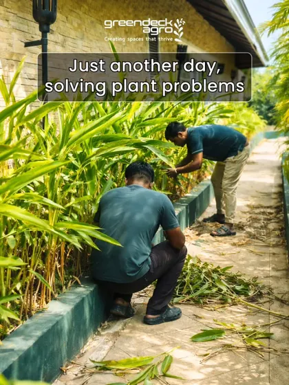 Our trained malis are problem solvers. We do more than just water; we diagnose, prune, and provide the specific care each plant needs to flourish.