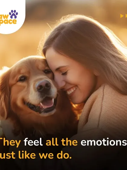 Our dogs are our family, and they experience a full range of emotions, just like we do. Understanding their feelings helps us build a stronger, more compassionate bond with them every day.