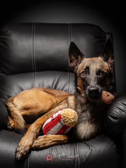 Relaxing on a leather recliner with crocheted snacks, this Belgian Malinois is ready for a movie night. This shows how we can create a whole scene and story in the studio.