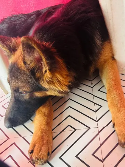 A sleepy German Shepherd resting indoors after a long day of play. A tired dog is a happy dog.