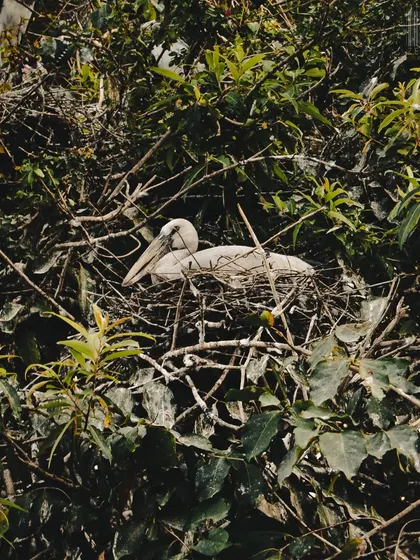 Bird watching is a favorite pastime. Here, a stork is captured resting in its nest, a peaceful moment high up in the trees.